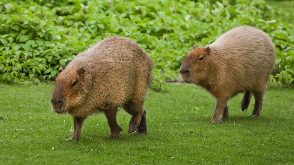 Obří hlodavci vs. argentinští boháči. Kapybary obsadily bohatou čtvrť